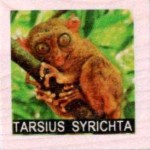 TARSIUS SYRICHTA