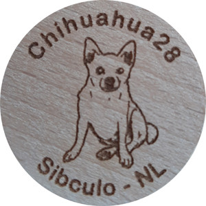 Chihuahua28