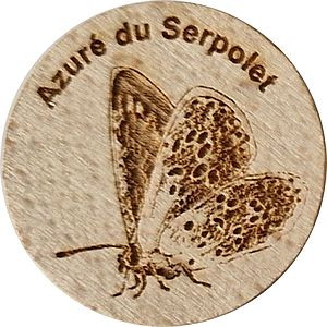 Azuré du Serpolet