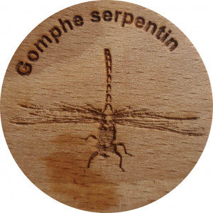 Gomphe Serpentin